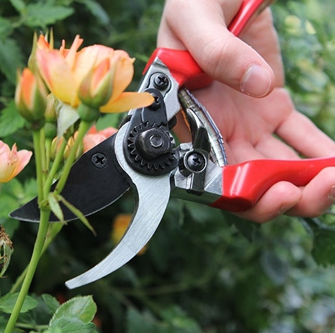 Tools for Cutting and Pruning